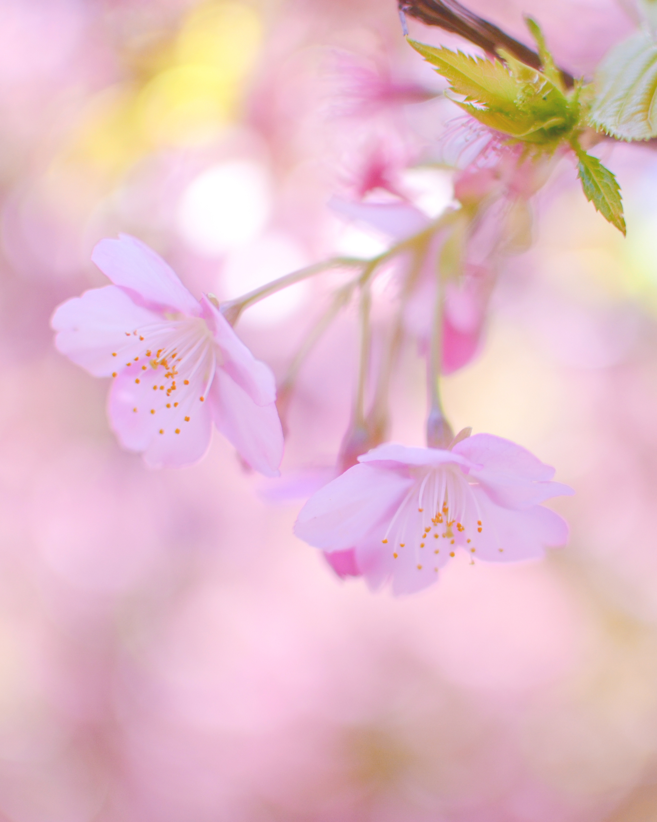 Sakura / Cherry Blossom – Candle Tin