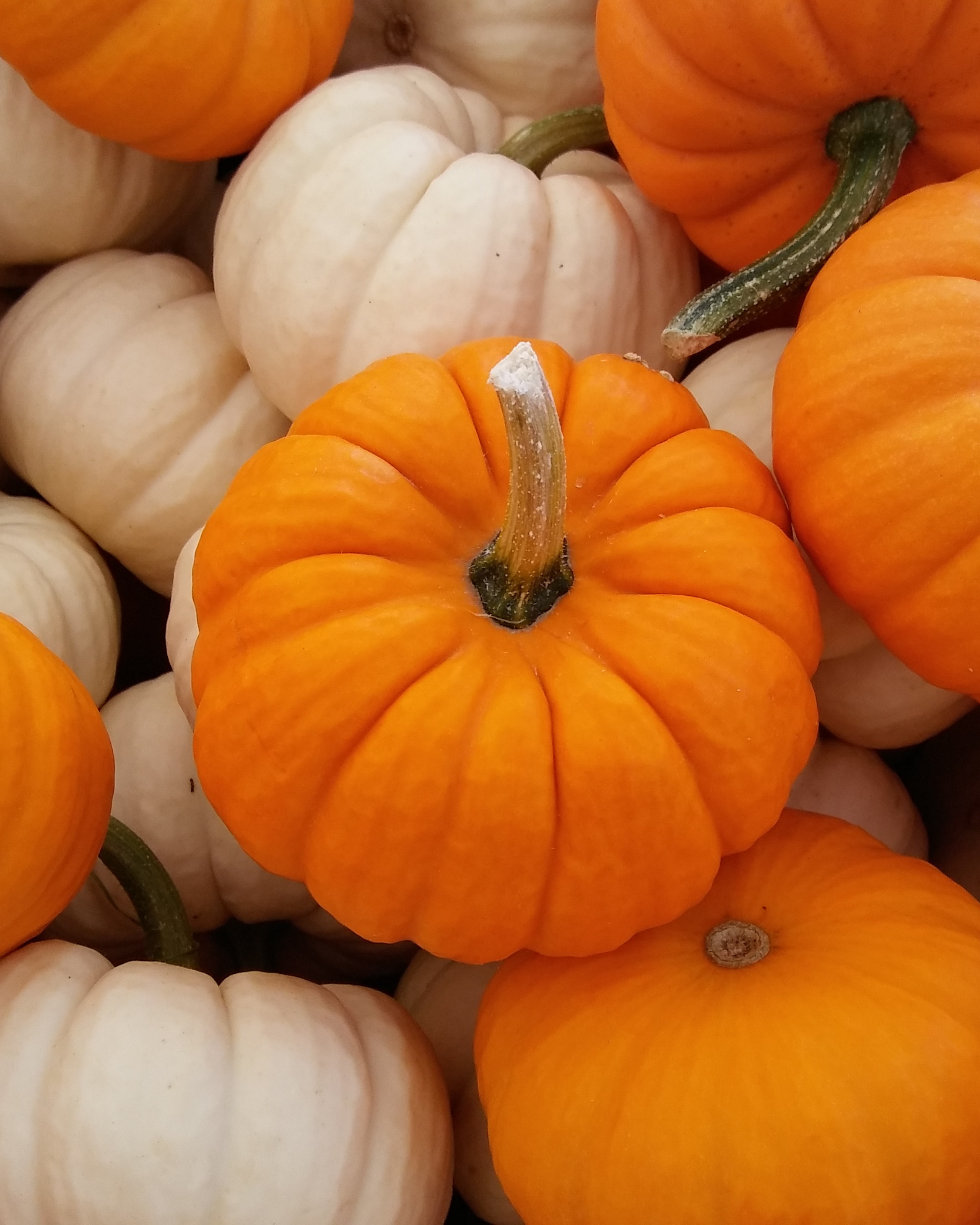 Pumpkin – Candle Jar (Limited Edition)